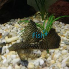 Assorted Longfin Bristlenose Catfish 7cm