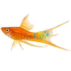 Assorted Lyretail Swordtail 5cm