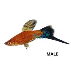 Assorted Lyretail Swordtail 5cm