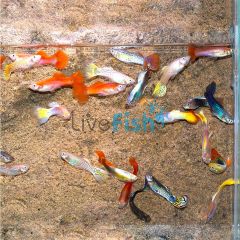 75x Assorted Male Guppy 3-4cm