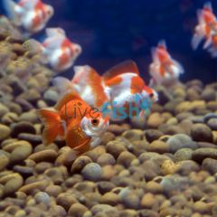 Assorted Ryukin 12cm