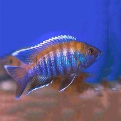 Blue Peacock 5cm