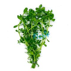 Baby Tears - Emersed – Bunch