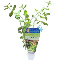 Bacopa - Bunch