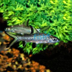 Silver Shark 7cm
