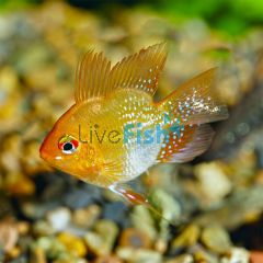 Balloon Gold Ram 3cm