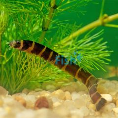 Banded - Kuhli Loach 5cm