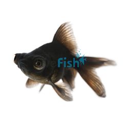 Black Moor 12cm