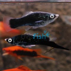 Black Swordtail 5cm