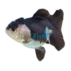 Oranda Black & White 12cm