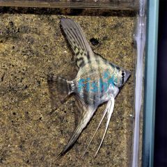 Blue Zebra Pinoy Angelfish 3.5cm