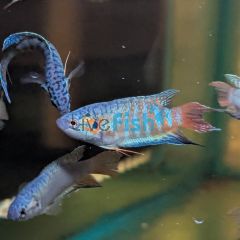Blue Paradise Fish 5cm