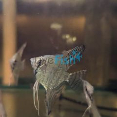 Blue Zebra Pinoy Angelfish 6cm