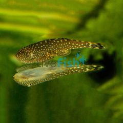 Borneo Sucker 3cm