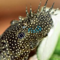 Bristlenose Catfish 10cm