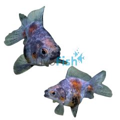 Calico Ryukin Short Tail 12cm