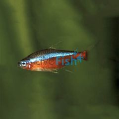 Cardinal Tetra 2.5cm