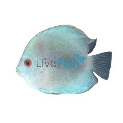 Solid Blue Diamond Discus 9cm