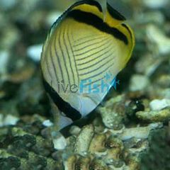Vagabond Butterflyfish - Medium