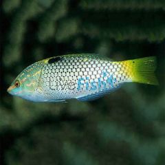 Checkerboard Wrasse - Medium Juvenile