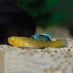 Desert Goby 4cm