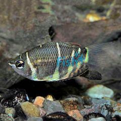 Chocolate Gourami 3.5cm