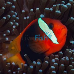 Cinnamon Clownfish - Medium