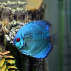Solid Blue Diamond Discus 7cm