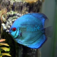 Solid Blue Diamond Discus 9cm