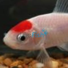 Red Cap Comet - Tancho 5cm
