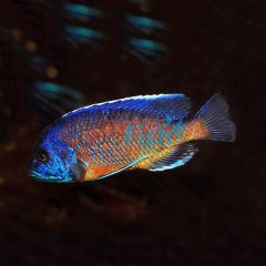 Red Fin Kadango 3.5cm