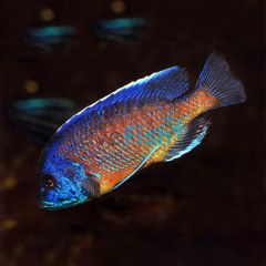 Red Fin Kadango 7cm