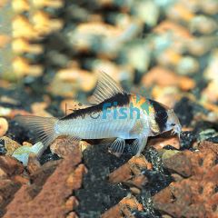 Adolfoi Corydoras 3cm