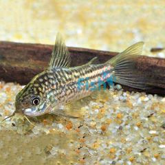 Elegans Corydoras - Wild Caught 3.5cm