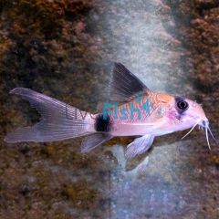 Longfin Panda Corydoras 2.5cm