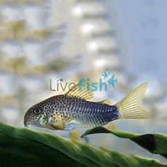 Corydoras Similis 3cm