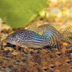 Sterbai Corydoras 3.5cm