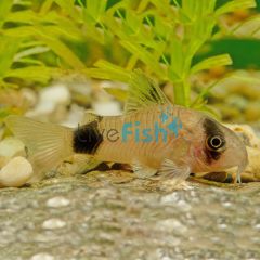 Panda Corydoras 3cm