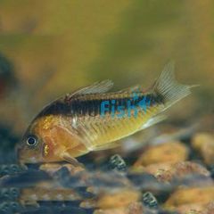 Rabauti Corydoras 3.5cm