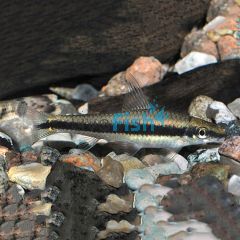 Siamese Flying Fox - Algae Eater 3.5cm