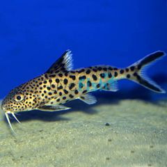 Cuckoo Catfish 3cm