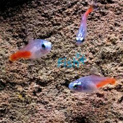 Diamond Neon Tetra 2cm