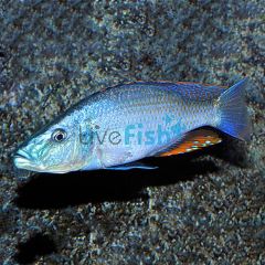 Dimidiochromis Compressiceps 7cm