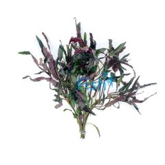 Dragons Flame - Bunch