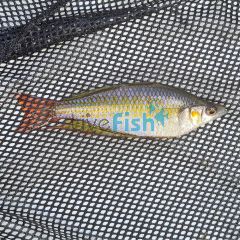 30x Rainbow Pioneer River 5-6cm