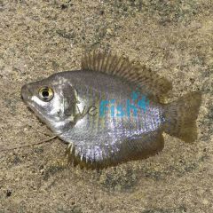 Female Dwarf Gourami 4cm