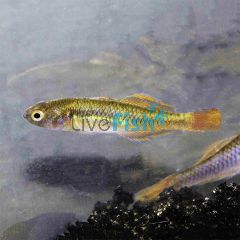 Firetail Gudgeon 3cm