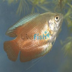 Male Flame Dwarf Gourami 5cm 