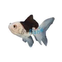 Oranda Black & White 7cm