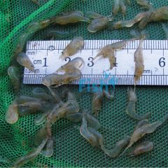 100x Glass Shrimp 1-2cm